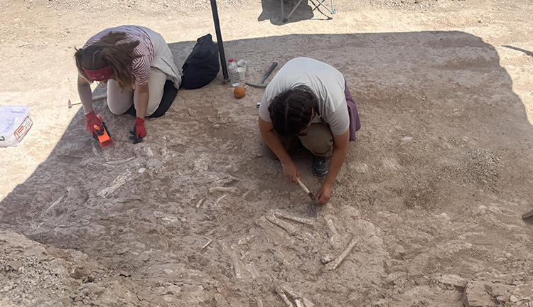 7.7-Million-Year-Old Fossil Bed Discovered by Goat Herder in Central Türkiye