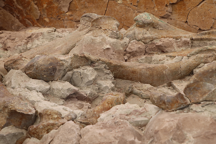 9-Million-Year-Old Fossils of Elephants, Giraffes, and Rhinos Unearthed Together in Türkiye