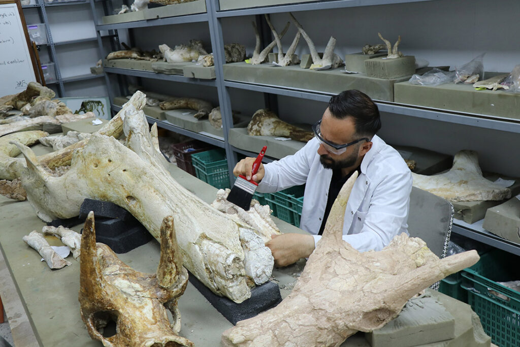Spectacular Find in Kayseri: 3 Giant Elephant Skulls From 7.7 Million Years Ago Revealed