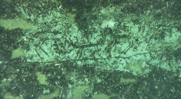 12,000-Year-Old Underwater Rock Paintings Discovered Beneath Atatürk Dam in Southeastern Türkiye