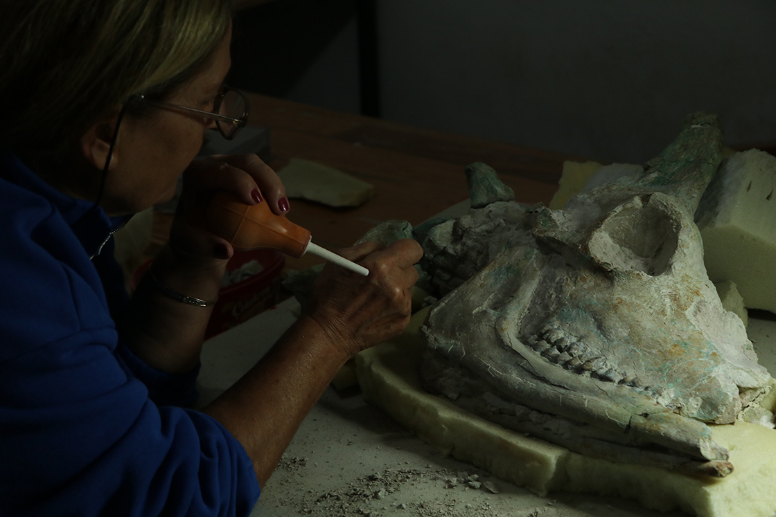 9-Million-Year-Old Giraffe Skull Unearthed in Türkiye’s Çankırı Region