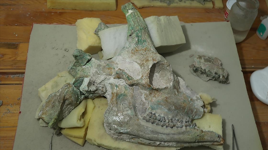 9-Million-Year-Old Giraffe Skull Unearthed in Türkiye’s Çankırı Region