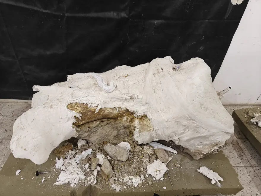 7.7-Million-Year-Old Fossils Unearthed in Central Anatolia