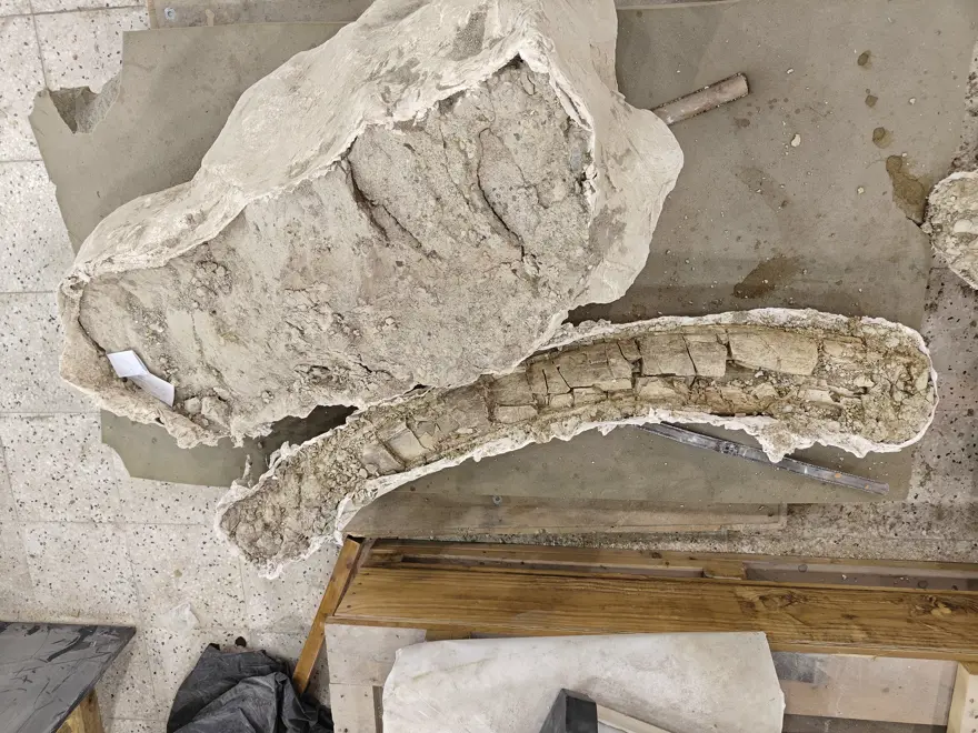 New 7.7-Million-Year-Old Fossils Unearthed in Central Anatolia: Kayseri Site Reveals Younger Species Remains