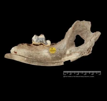 Ancient DNA Reveals 16,000-Year-Old Dogs in Anatolia, Rewriting the Origins of Domestication