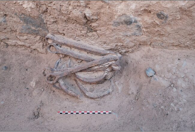 Evidence of Slavery in 2,300-Year-Old Egyptian Gold Mine: Iron Shackles Unearthed