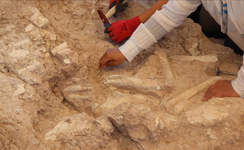7.7-Million-Year-Old Fossil Bed Discovered by Goat Herder in Central Türkiye
