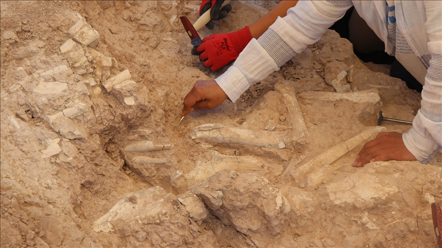 7.7-Million-Year-Old Fossil Bed Discovered by Goat Herder in Central Türkiye