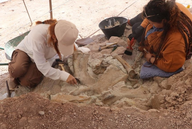 9-Million-Year-Old Fossils of Elephants, Giraffes, and Rhinos Unearthed Together in Türkiye
