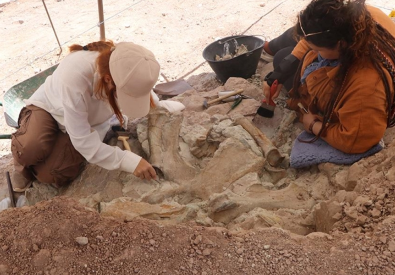 9-Million-Year-Old Fossils of Elephants, Giraffes, and Rhinos Unearthed Together in Türkiye