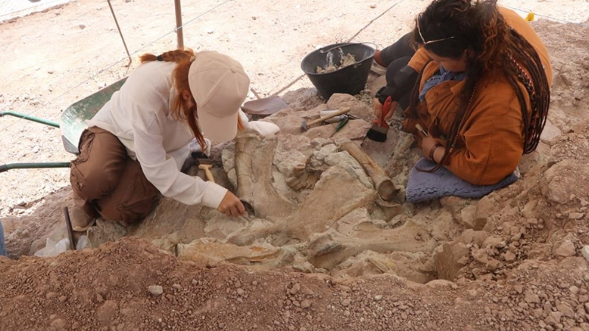 9-Million-Year-Old Fossils of Elephants, Giraffes, and Rhinos Unearthed Together in Türkiye