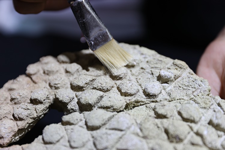 Ancient Bread Mold Unearthed in Harran Reveals 800-Year-Old Culinary Traditions