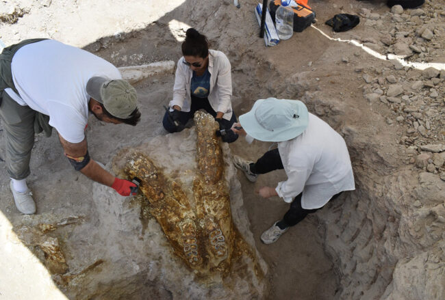 Spectacular Find in Kayseri: 3 Giant Elephant Skulls From 7.7 Million Years Ago Revealed