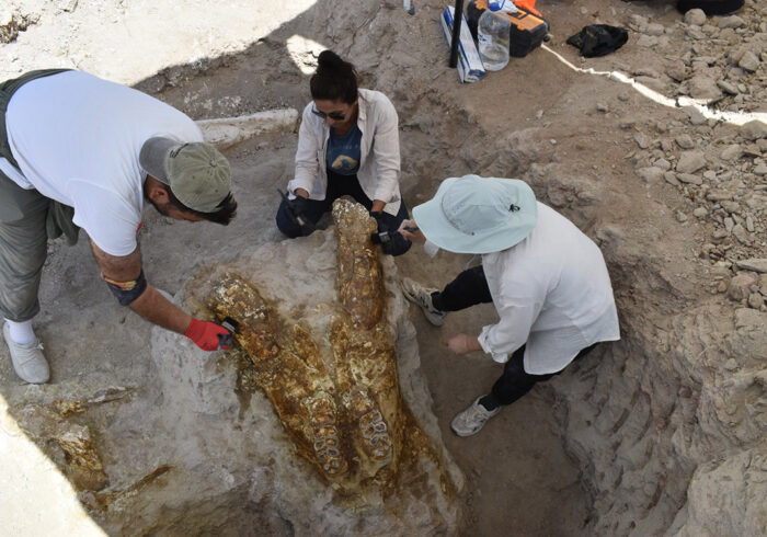 Spectacular Find in Kayseri: 3 Giant Elephant Skulls From 7.7 Million Years Ago Revealed