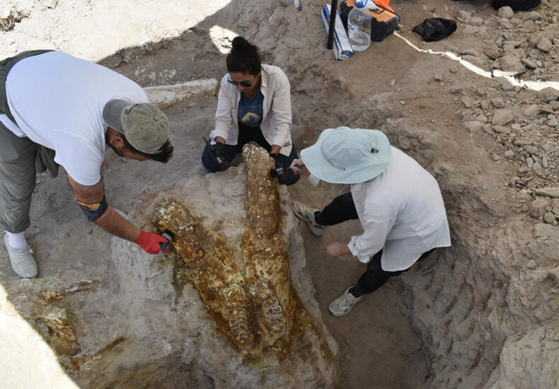 Spectacular Find in Kayseri: 3 Giant Elephant Skulls From 7.7 Million Years Ago Revealed