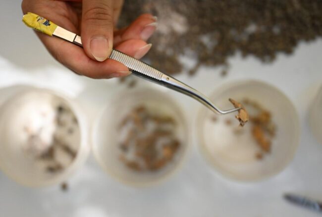 13,000-Year-Old Bone Tools and Beads Unearthed in Direkli Cave Reveal Early Anatolian Craftsmanship
