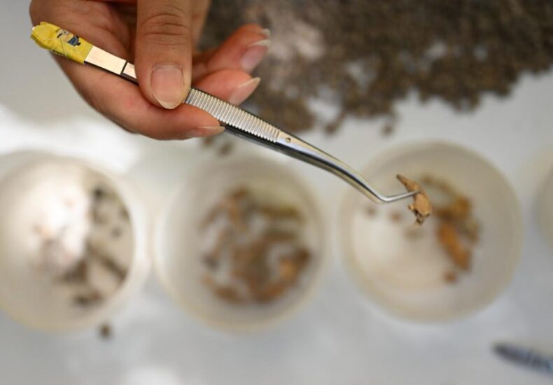 13,000-Year-Old Bone Tools and Beads Unearthed in Direkli Cave Reveal Early Anatolian Craftsmanship