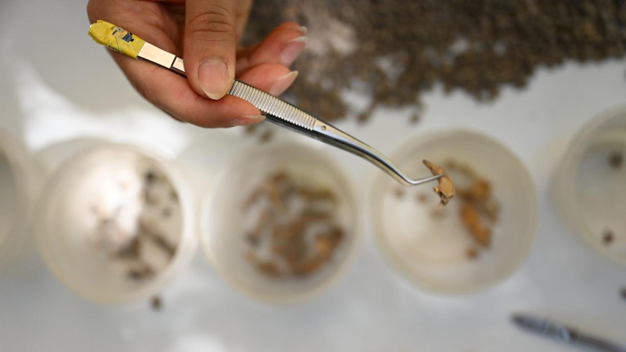 13,000-Year-Old Bone Tools and Beads Unearthed in Direkli Cave Reveal Early Anatolian Craftsmanship