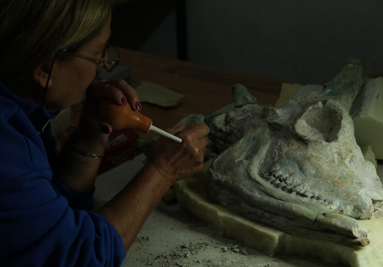 9-Million-Year-Old Giraffe Skull Unearthed in Türkiye’s Çankırı Region